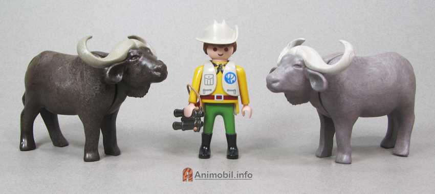 African Buffalo