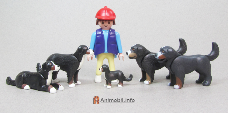 Bernese Mountain Dog