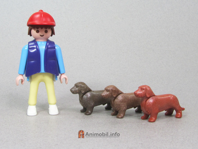 Dachshund