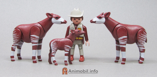 Okapis