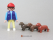 Dachshund
