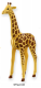 Giraffe 5